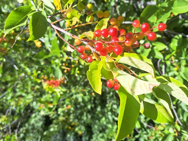 Prunus virginiana - fruit